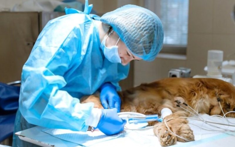 bergama veteriner kliniği yoğun bakım hospitalizasyon