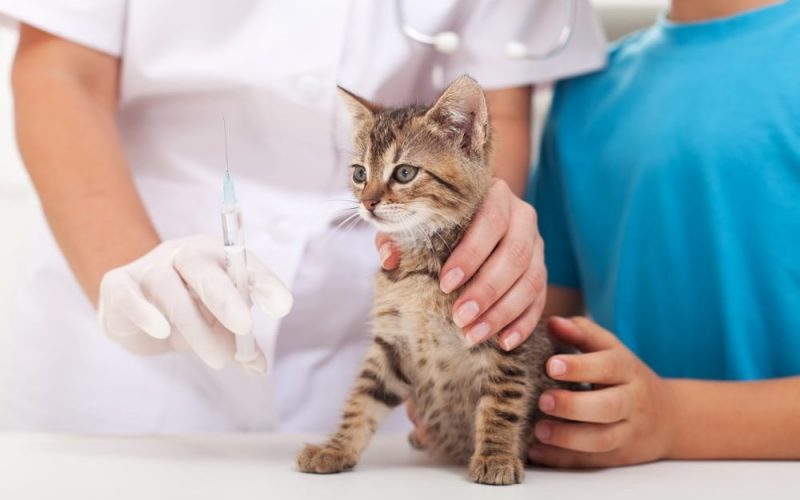 Kedi-aşı-şırınga