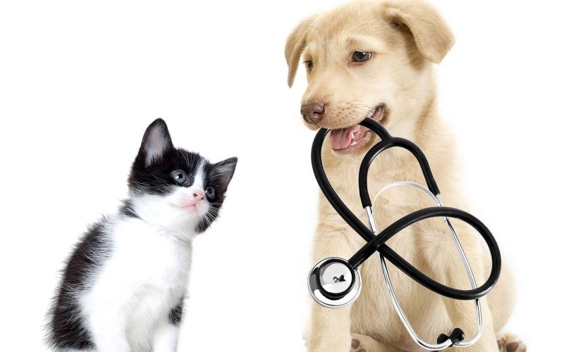bergama veteriner kliniği koruyucu hekimlik